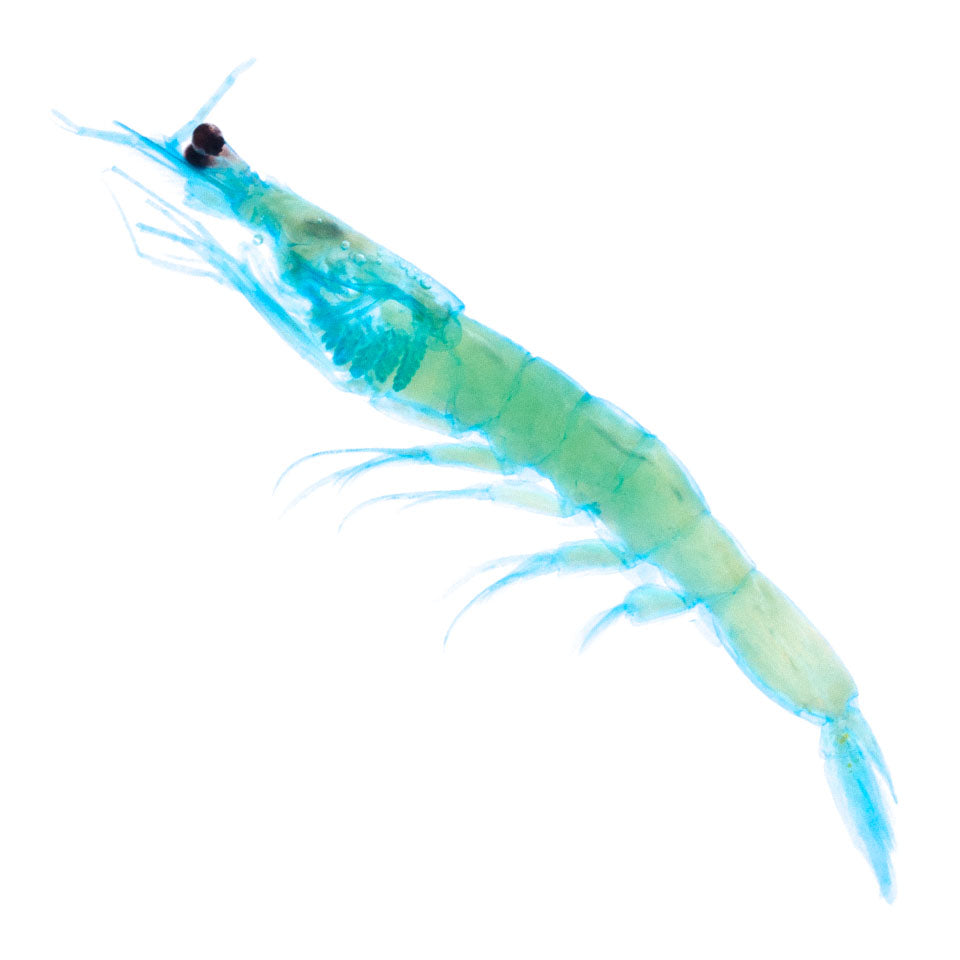 赤尾青 Acetes intermedius 透明標本系列_018 蝦類標本 台灣海洋生物