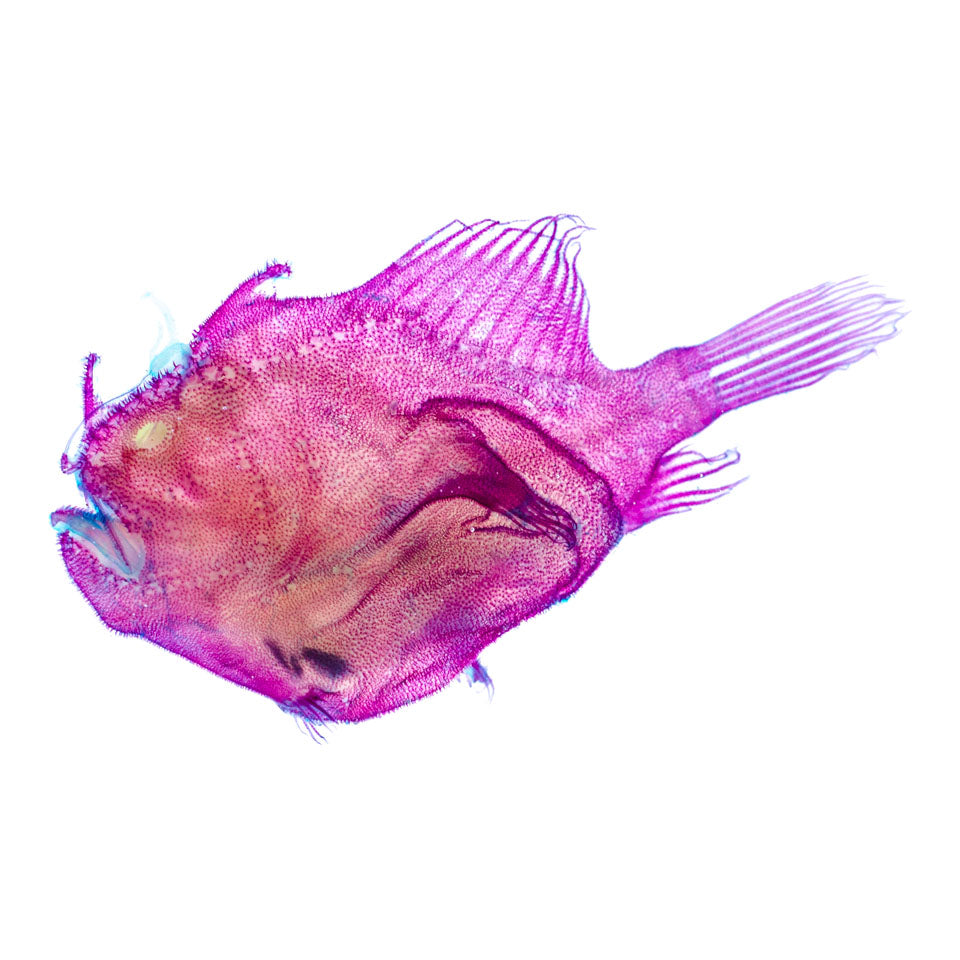 壁魚 Antennariidae 透明標本系列_020 魚類標本 台灣海洋生物