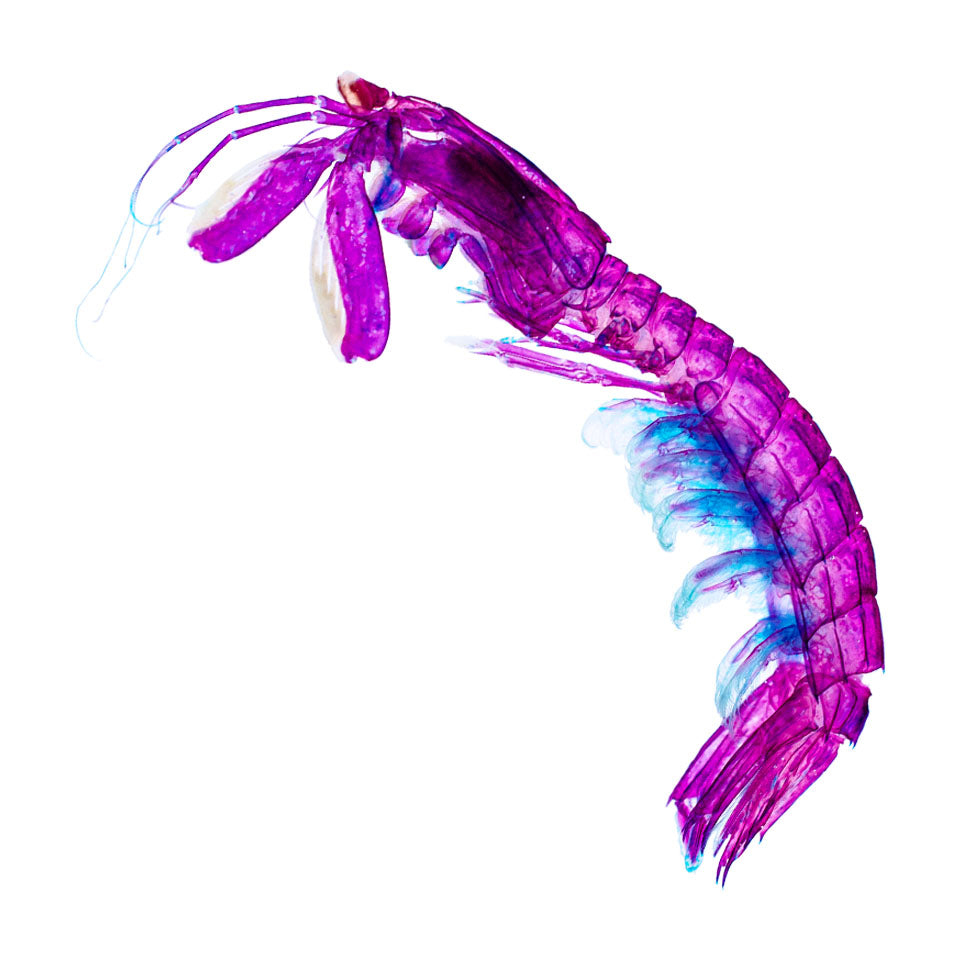 螳螂蝦 mantis shrimp 透明標本系列_021 甲殼類標本 台灣海洋生物