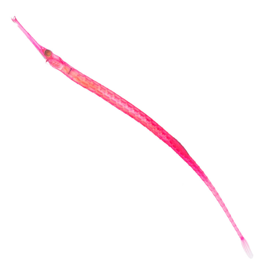 Syngnathinae-all body-Diaphonization