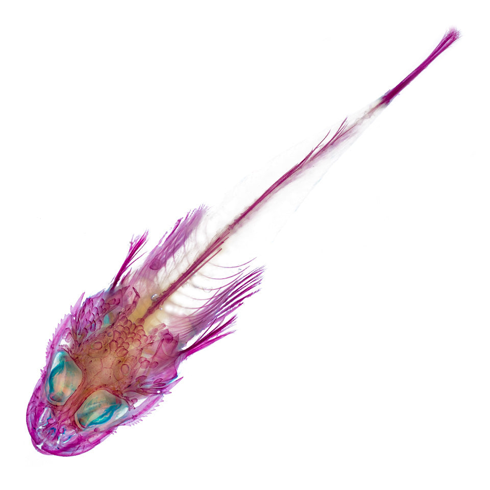 Platycephalidae-all body-Diaphonization -Specimen