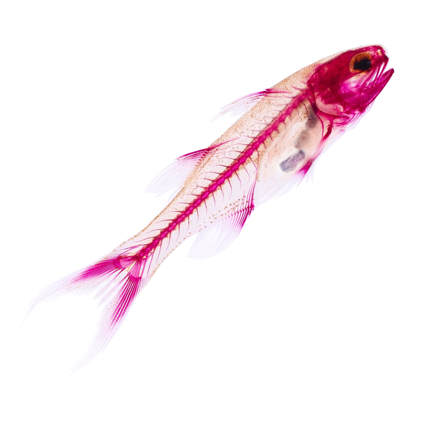 Polynemidae_all body_Diaphonization_Specimen