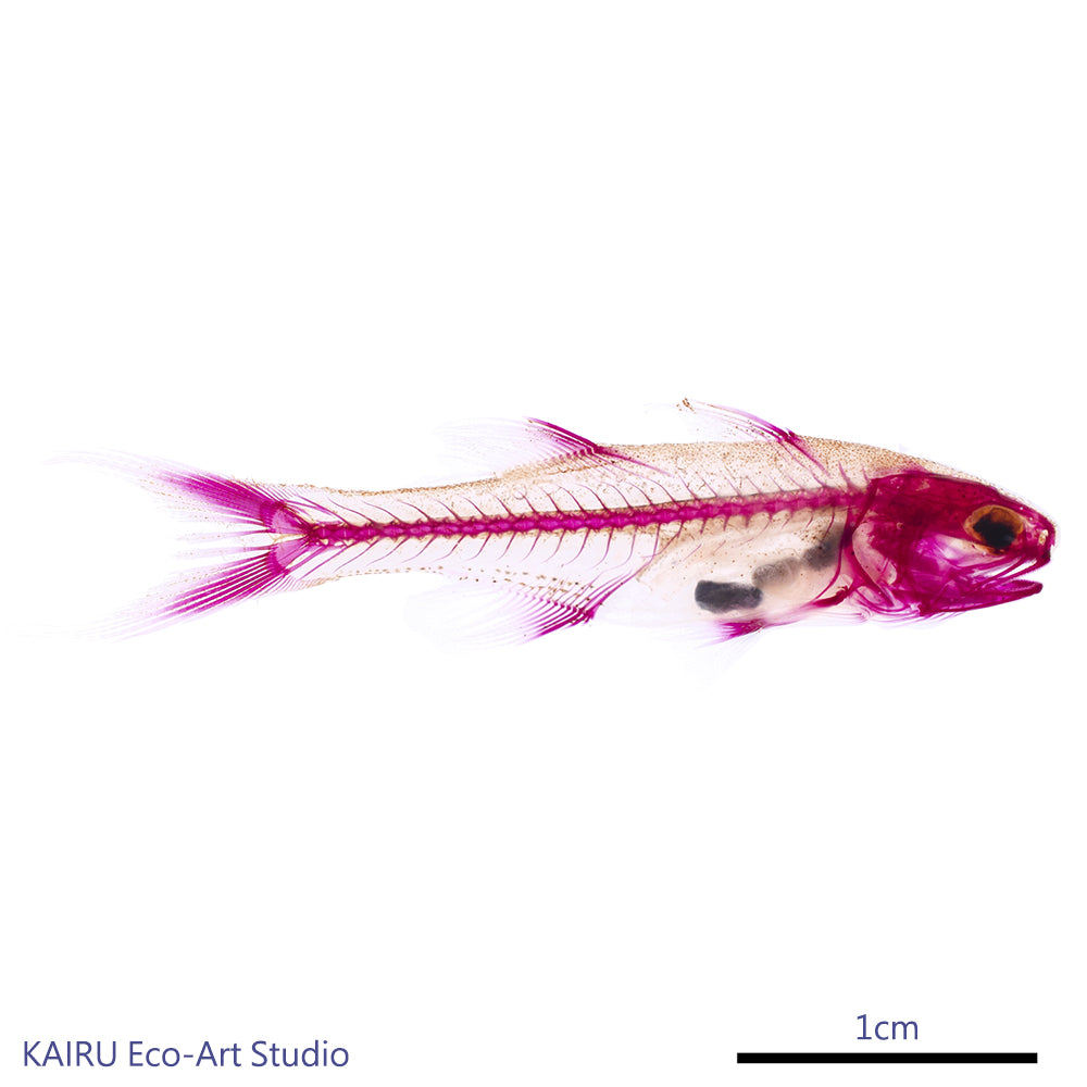 午仔魚_Eleutheronema tetradactylum_帶著走的迷你博物館系列-膠囊型鑰匙圈