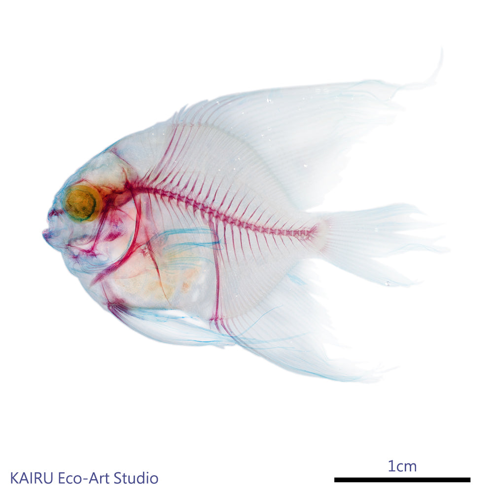 圓眼燕魚_Platax_orbicularis_帶著走的迷你博物館系列-膠囊型鑰匙圈