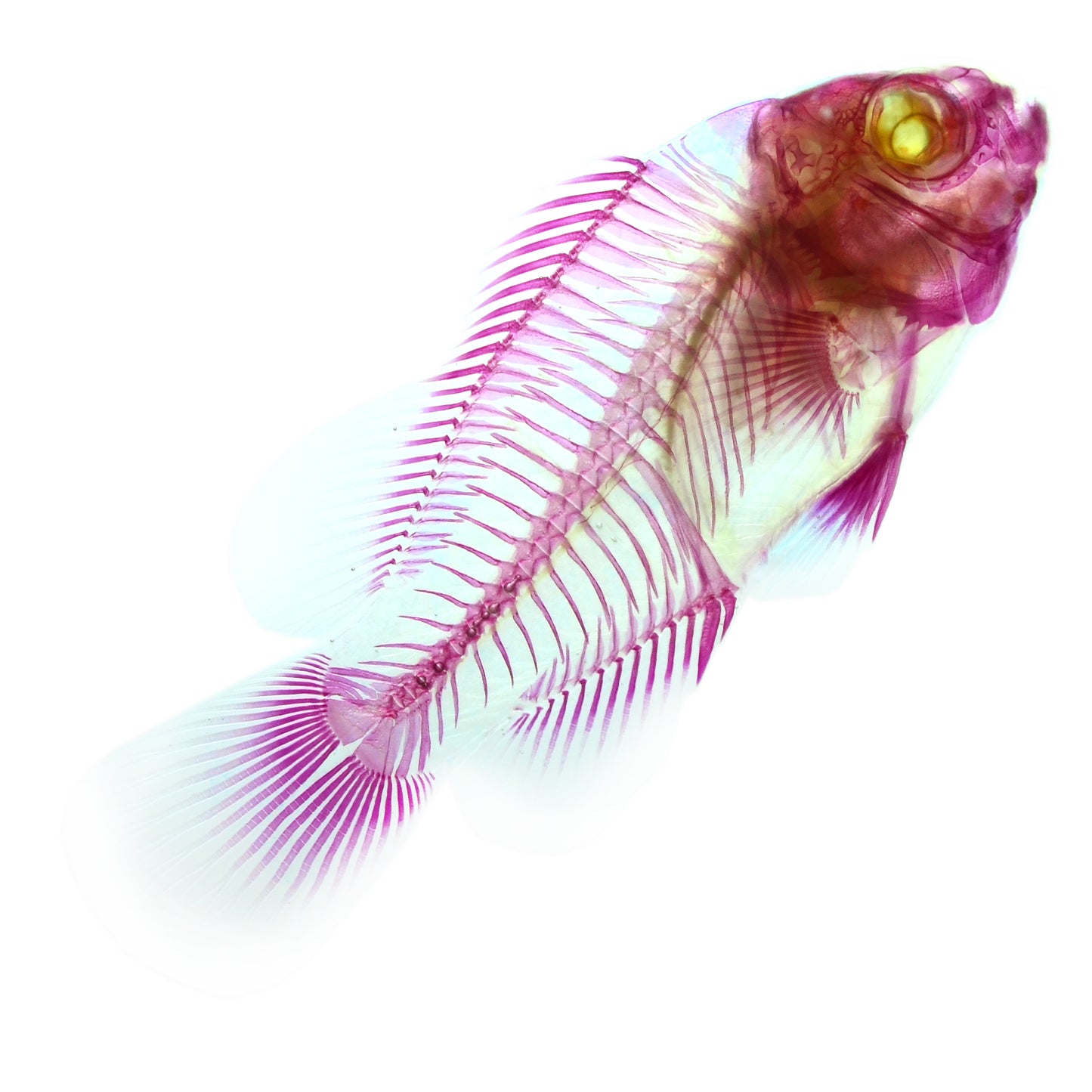 Amphiprion sp_all body_Diaphonization_Specimen_