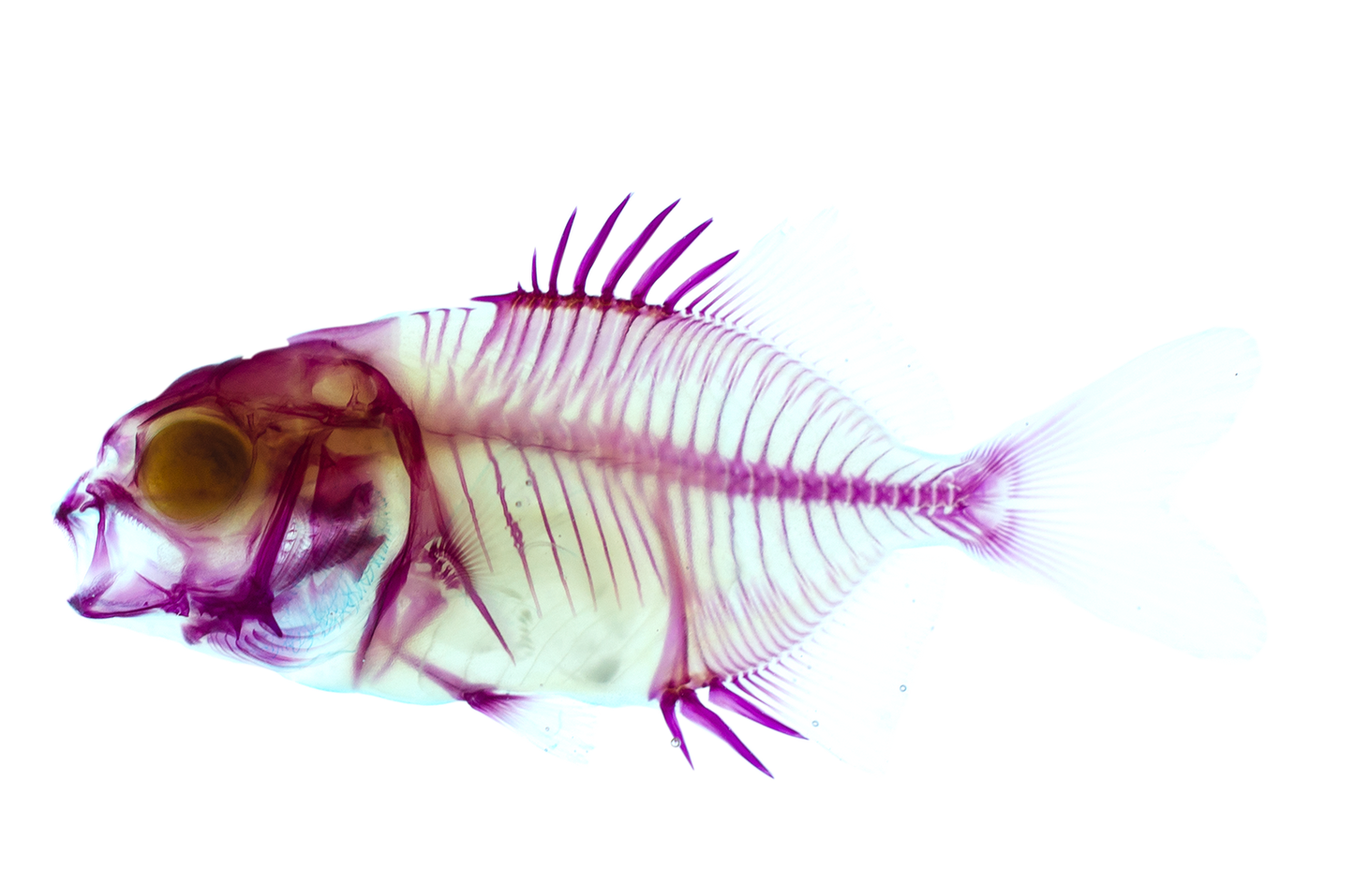 Trachinotus blochii_Diaphonization_Specimen_