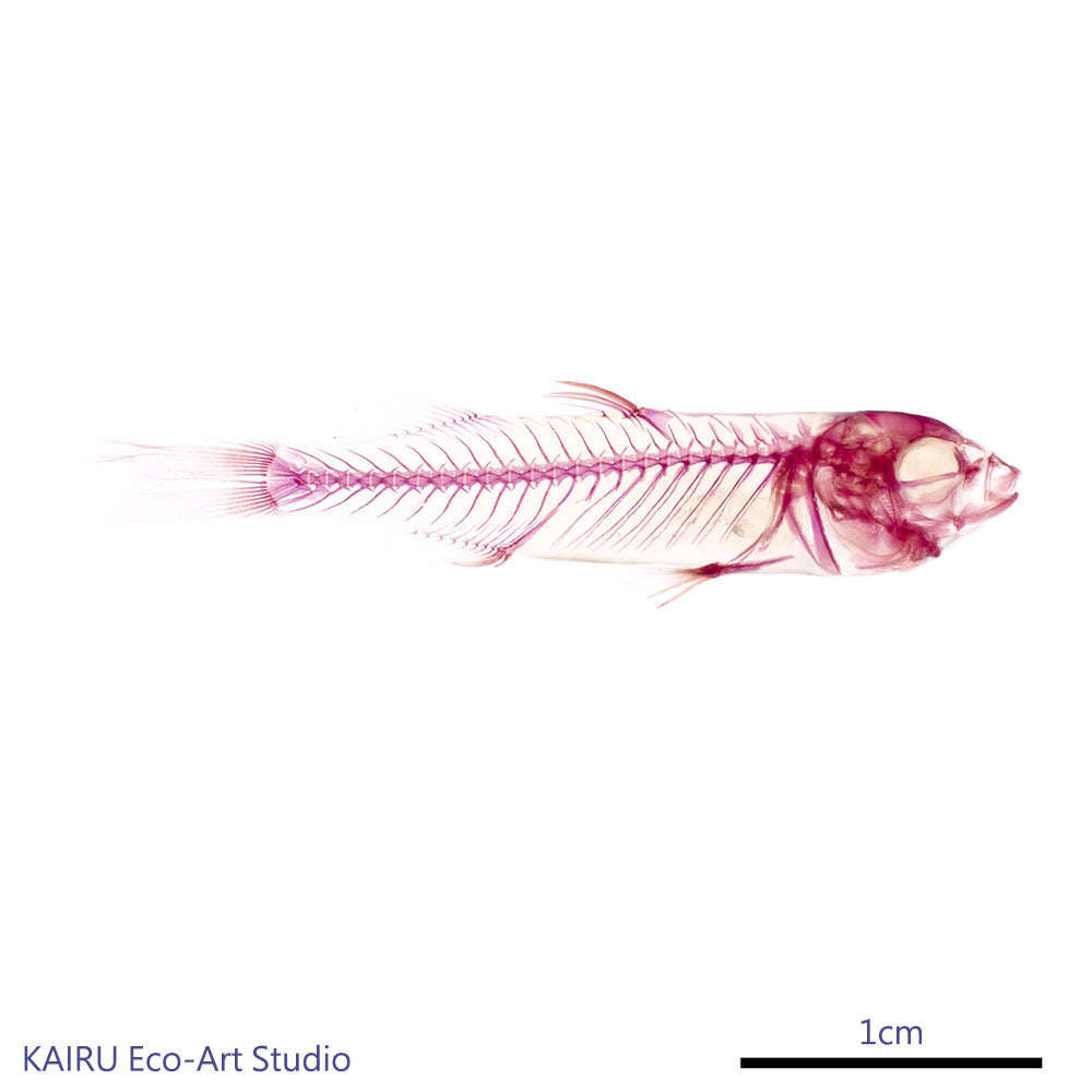 烏魚_Mugil cephalus_帶著走的迷你博物館系列-膠囊型鑰匙圈