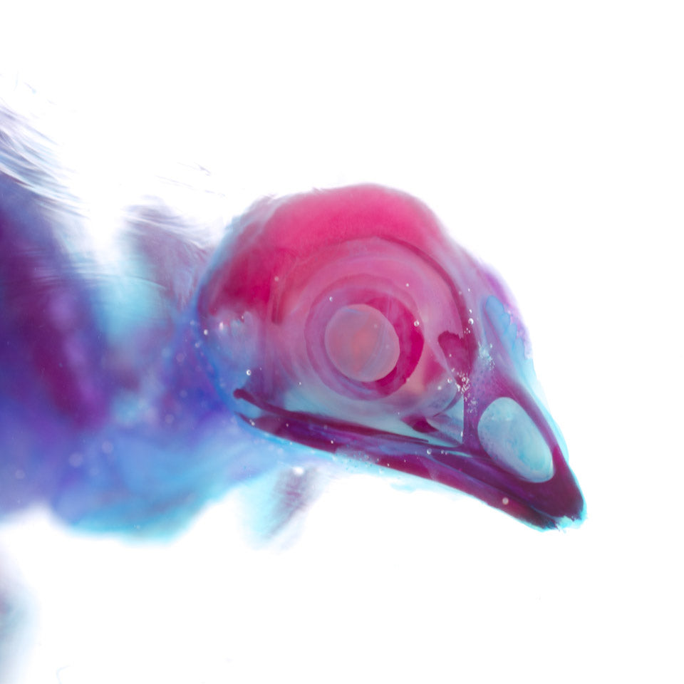 Leghorn_head_Diaphonization_Specimen