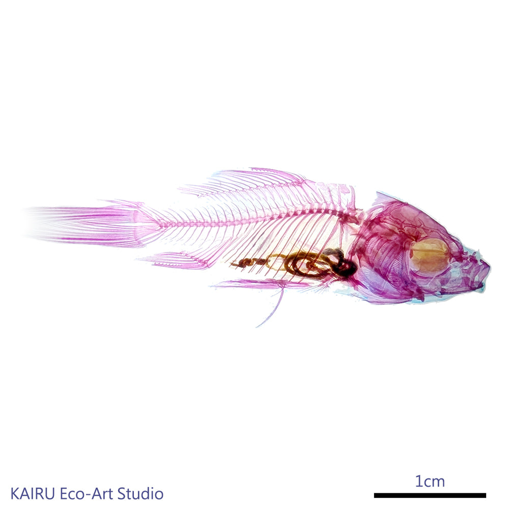 金魚(朱文錦) Goldfish 透明標本系列_100 魚類標本