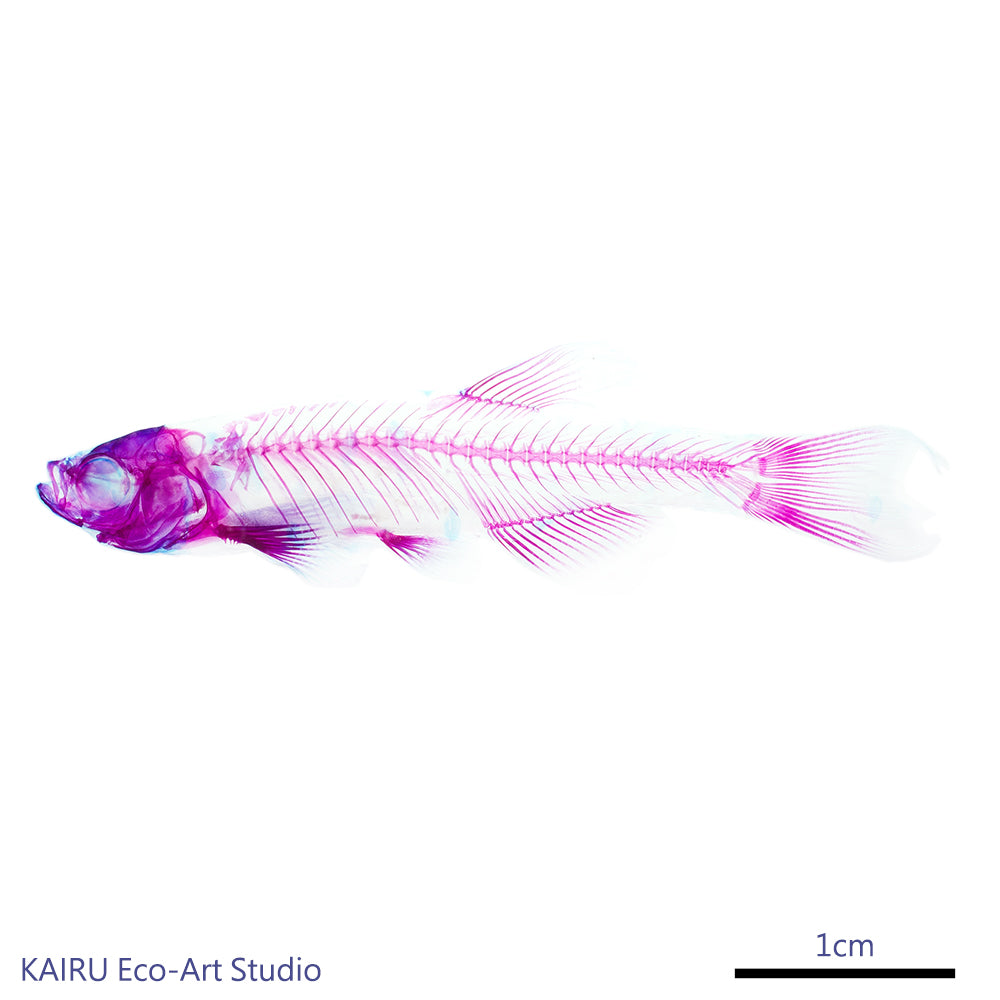 斑馬魚(金仙子) Danio sp. 透明標本系列_101 魚類標本
