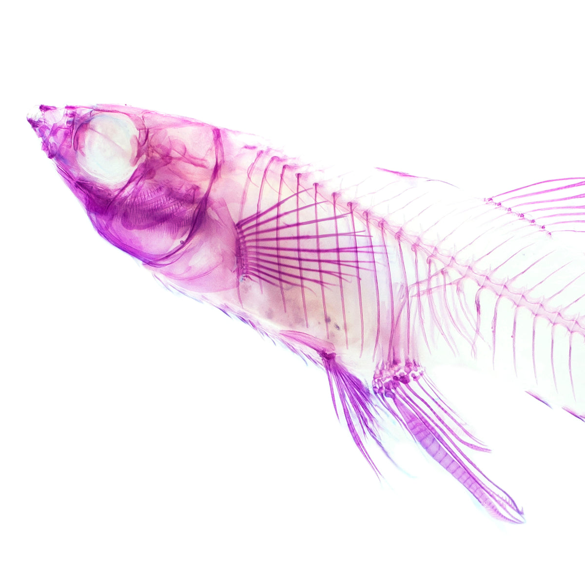 孔雀魚_Poecilia sp._帶著走的迷你博物館系列-膠囊型鑰匙圈