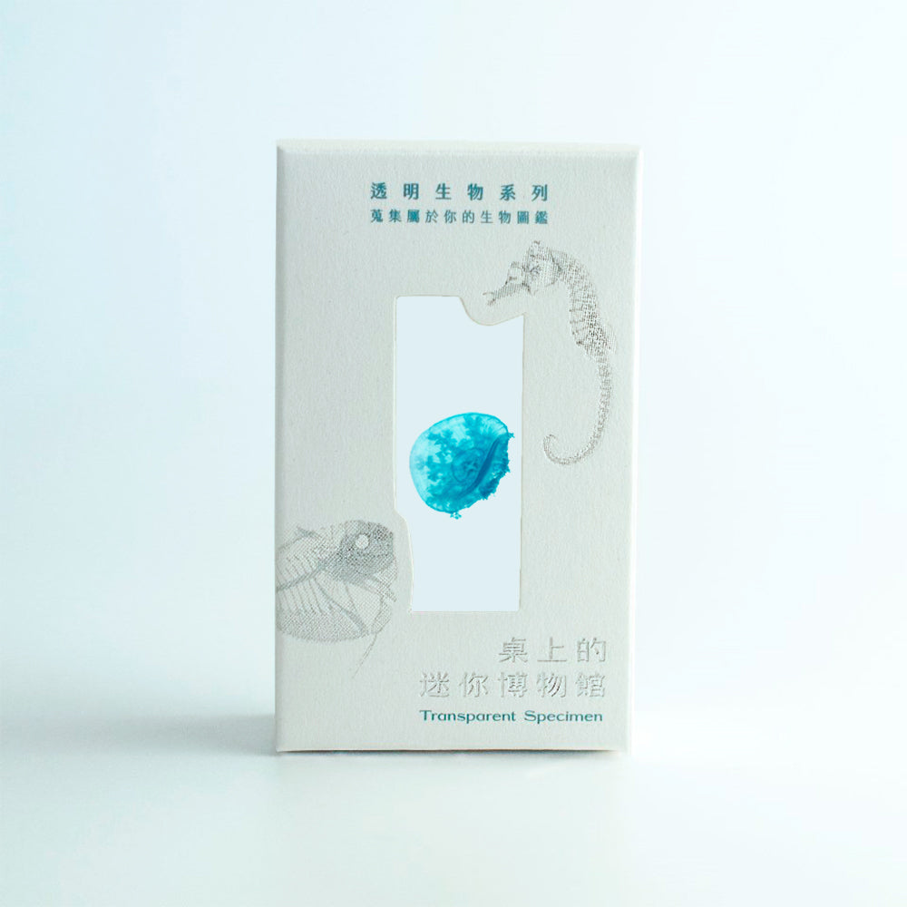 仙后水母 Cassiopea andromeda 透明標本系列_173 水母標本 台灣海洋生物