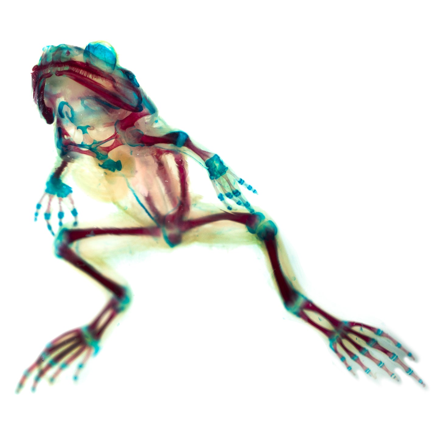 虎皮蛙Hoplobatrachus chinensis 透明標本系列_256 蛙類標本