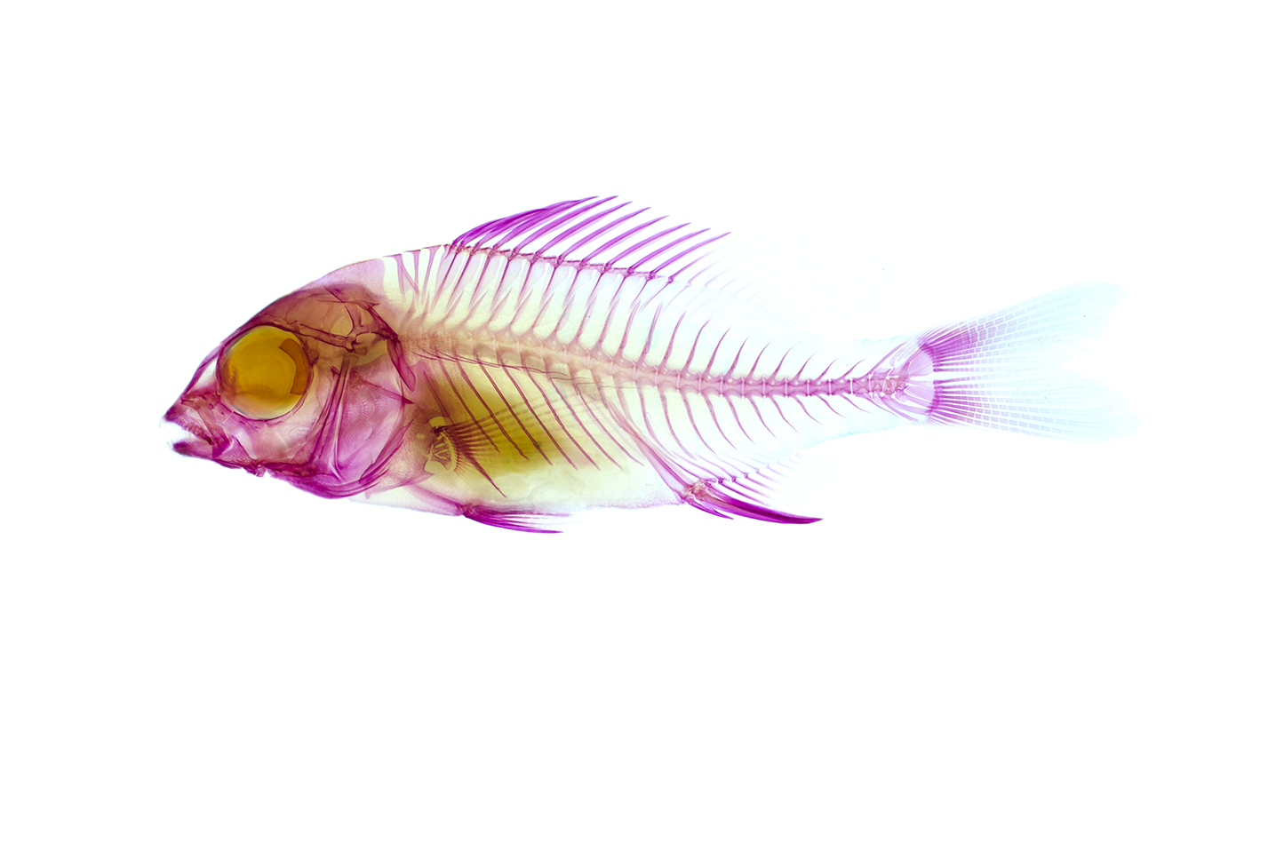 黑棘鯛 黑格 Acanthopagrus schlegelii 透明標本系列_062 魚類標本 台灣海洋生物