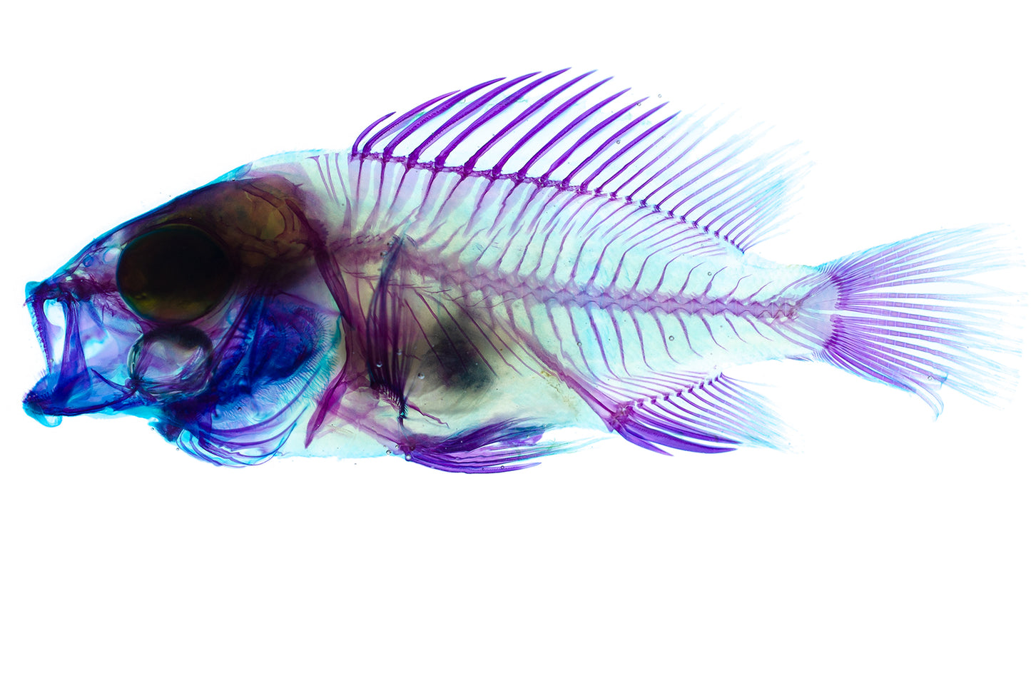 赤鰭笛鯛 紅雞仔 Lutjanus erythropterus 透明標本系列_063 魚類標本 台灣海洋生物