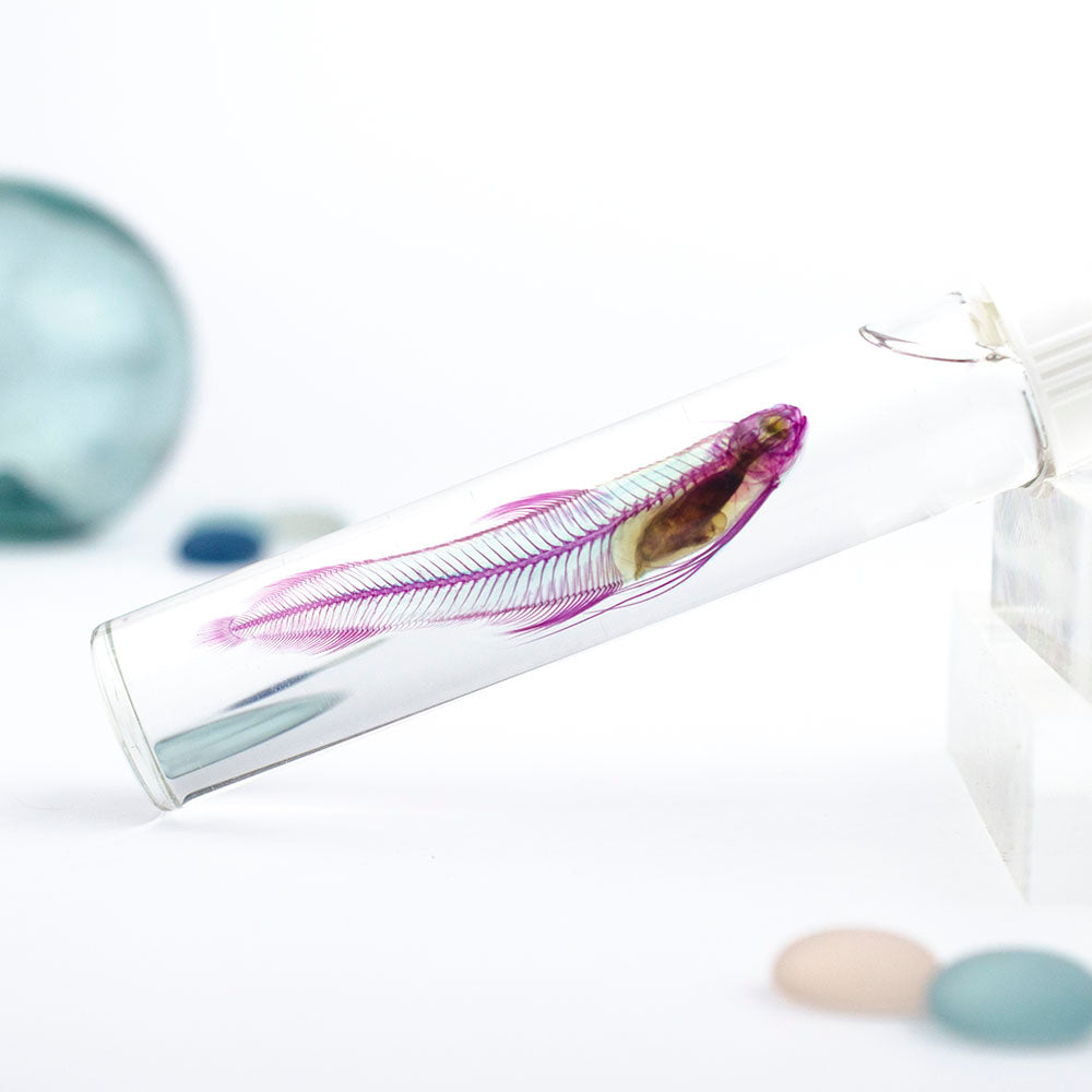 透明標本 海鰗鰍 魚類標本 台灣海洋生物