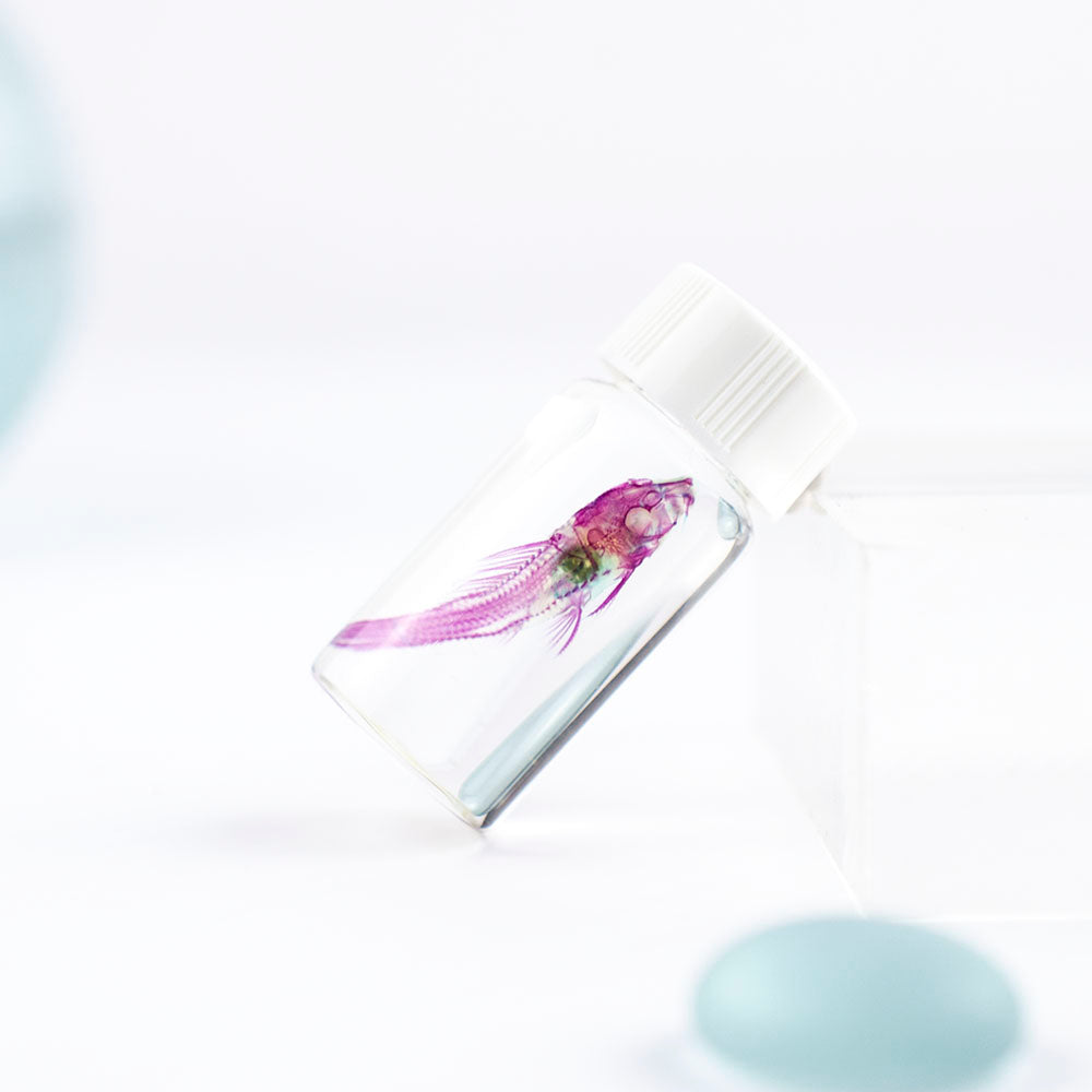 透明標本 琵琶鼠 垃圾魚 魚類標本 台灣外來種生物