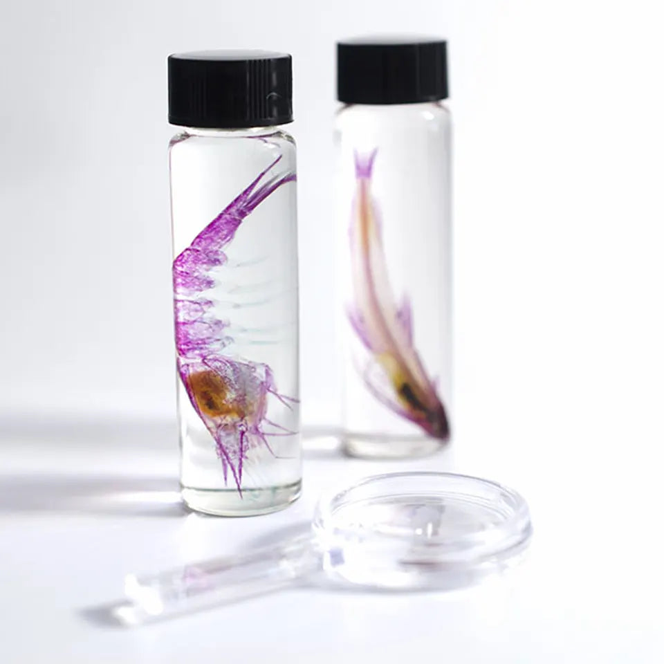 DIY手作 透明標本製作組 禮盒 Kairu Marine Lab 共四款