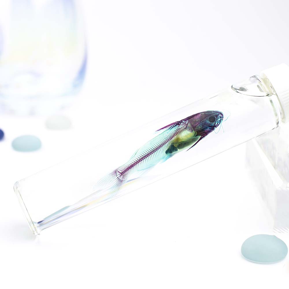 Transparent specimen catfish fish specimen Taiwan exotic species