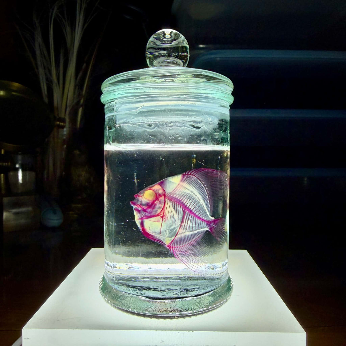 <官方特典版預購>透明博物館:從透明標本製作解密到278種海陸生物圖鑑,透視骨骼、形態與生命之美