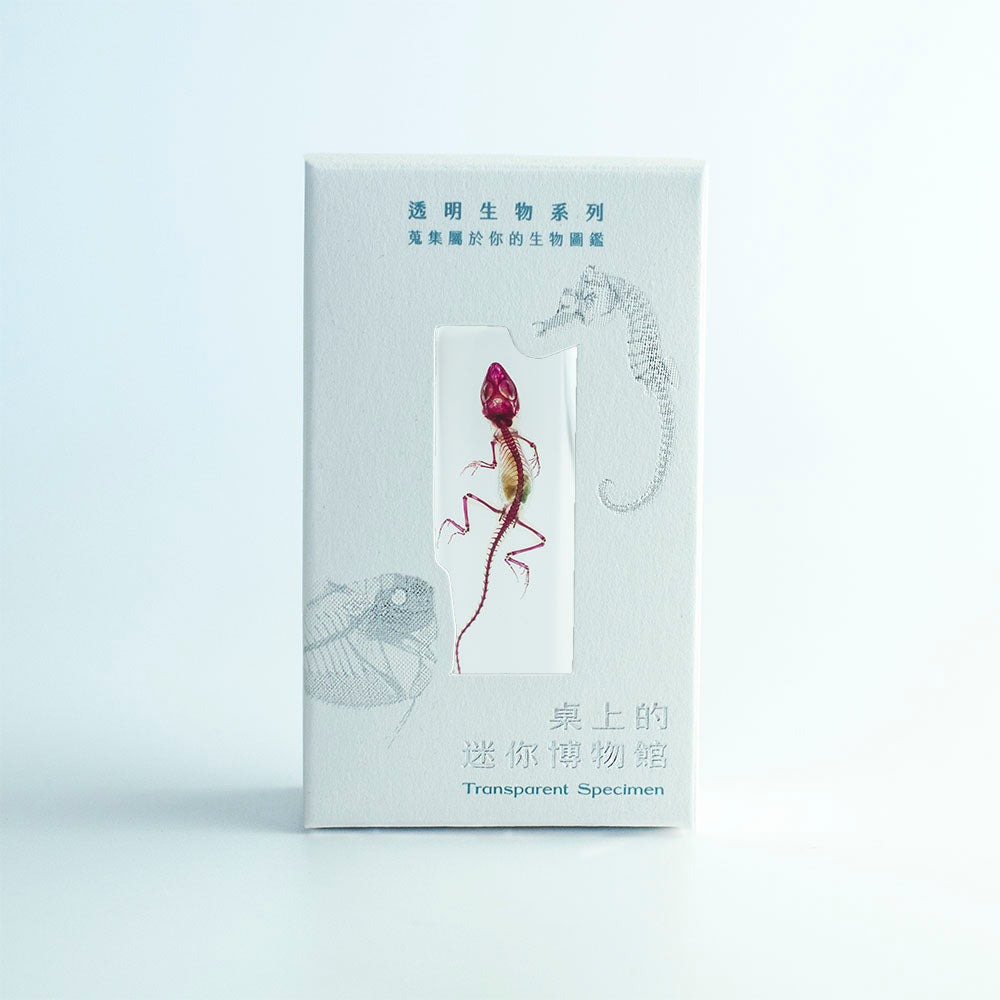 透明標本 沙氏變色蜥 爬蟲類標本 台灣外來種生物