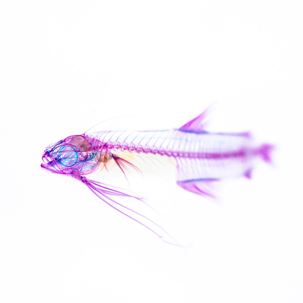 海鰗鰍_Bregmaceros spp._筆尖下的絢麗水族館系列_透明生物漂浮筆