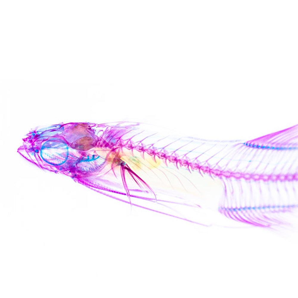 海鰗鰍_Bregmaceros spp._筆尖下的絢麗水族館系列_透明生物漂浮筆
