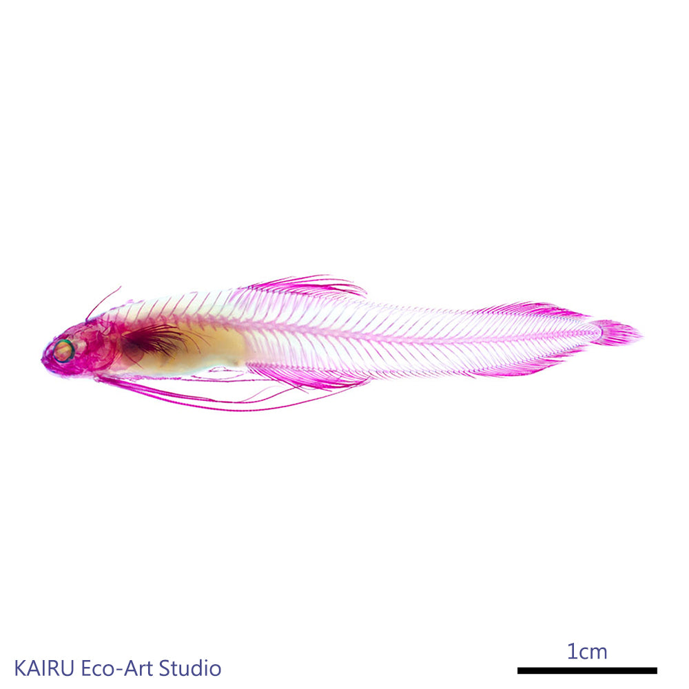 海鰗鰍_Bregmaceros spp._筆尖下的絢麗水族館系列_透明生物漂浮筆