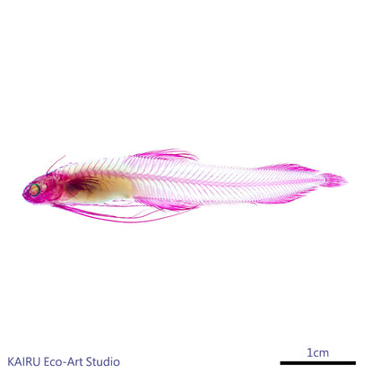 海鰗鰍_Bregmaceros spp._筆尖下的絢麗水族館系列_透明生物漂浮筆