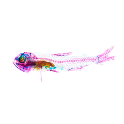 燈籠魚 Benthosema spp. 透明標本系列_003 魚類標本 台灣海洋生物