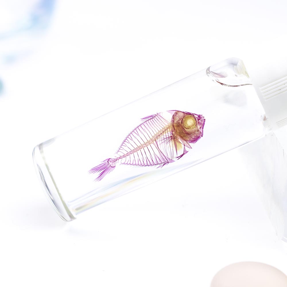 Carassius auratus 透明標本 金魚 透明工房 生命の華 透明標本 製作