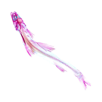 Transparent specimen snake mullet fish specimen Taiwan marine life Saurida spp.