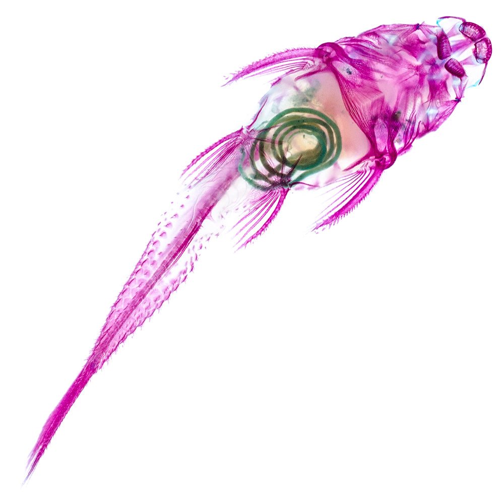 琵琶鼠_Loricariidae_ sailfin_catfish _筆尖下的絢麗水族館系列_透明生物漂浮筆
