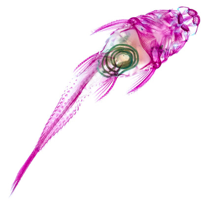 琵琶鼠_Loricariidae_ sailfin_catfish _筆尖下的絢麗水族館系列_透明生物漂浮筆