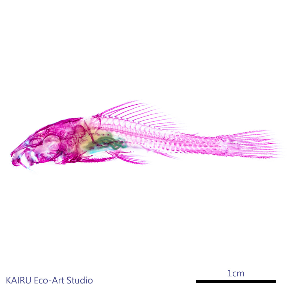 琵琶鼠_Loricariidae_ sailfin_catfish _筆尖下的絢麗水族館系列_透明生物漂浮筆