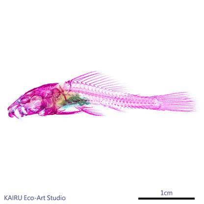 琵琶鼠_Loricariidae_ sailfin_catfish _筆尖下的絢麗水族館系列_透明生物漂浮筆