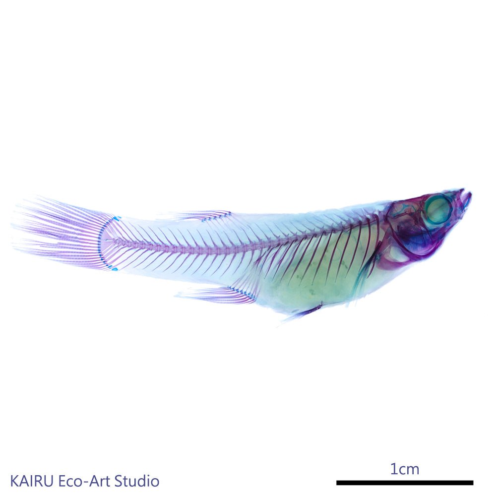 食蚊魚(大肚魚)Gambusia sp._帶著走的迷你博物館系列-膠囊型鑰匙圈