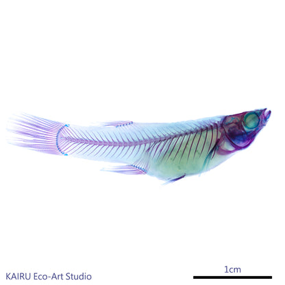 食蚊魚(大肚魚)Gambusia sp._帶著走的迷你博物館系列-膠囊型鑰匙圈