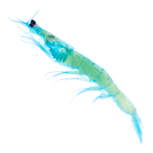 赤尾青 Acetes intermedius 透明標本系列_018 蝦類標本 台灣海洋生物