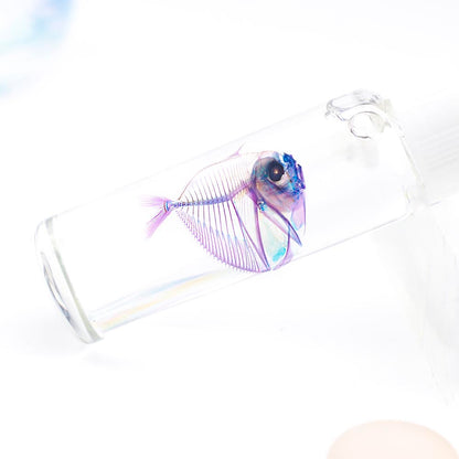 Transparent specimen orbital fish skin knife fish specimen Taiwan marine life