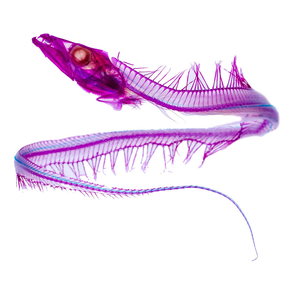 白帶魚 Trichiurus sp. 透明標本系列_022 魚類標本 台灣海洋生物