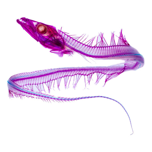 白帶魚 Trichiurus sp. 透明標本系列_022 魚類標本 台灣海洋生物