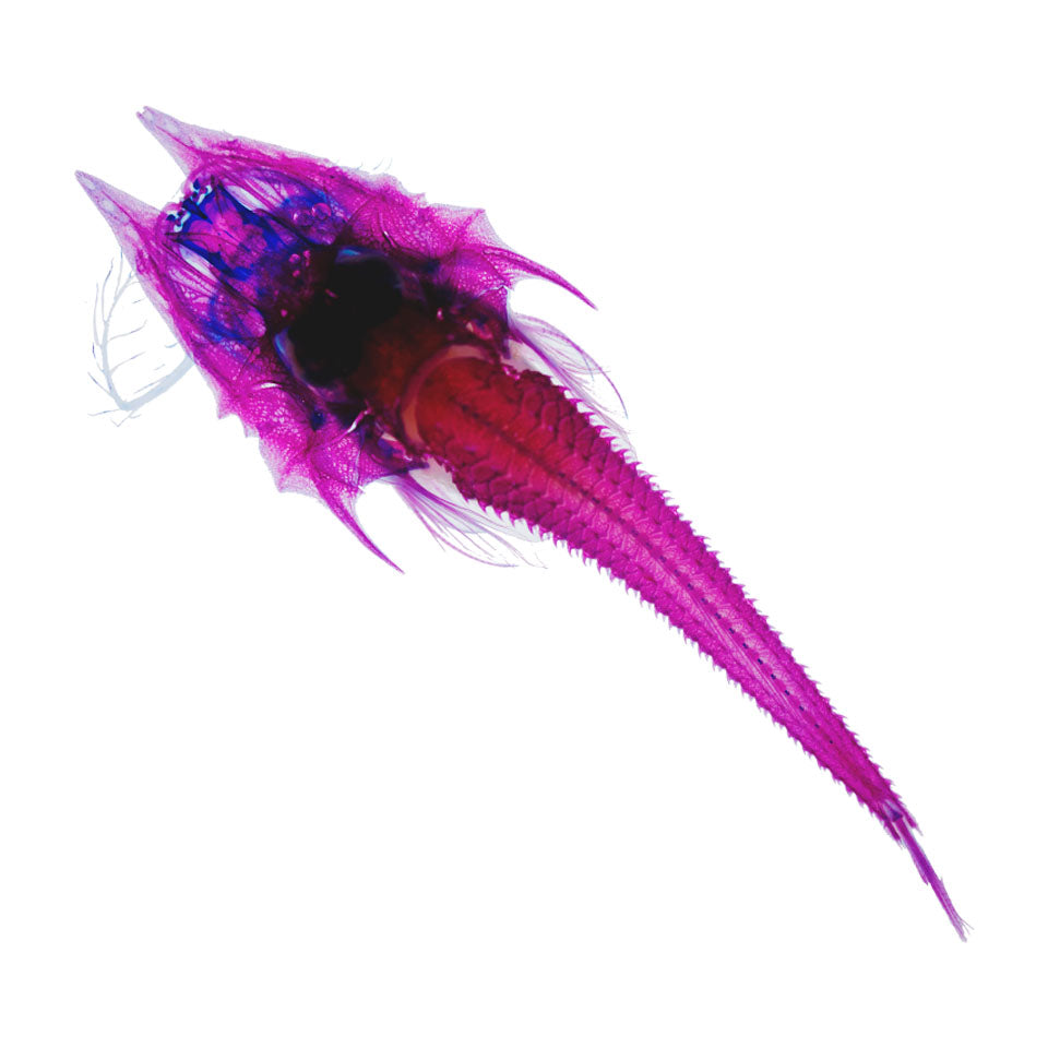 黃魴鮄 Peristediidae 透明標本系列_025 魚類標本 台灣海洋生物