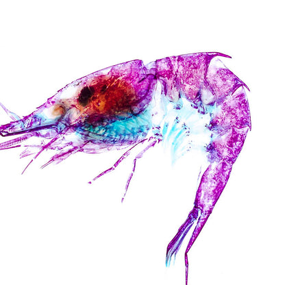 刺蝦_Oplophoridae_筆尖下的絢麗水族館系列_透明生物漂浮筆