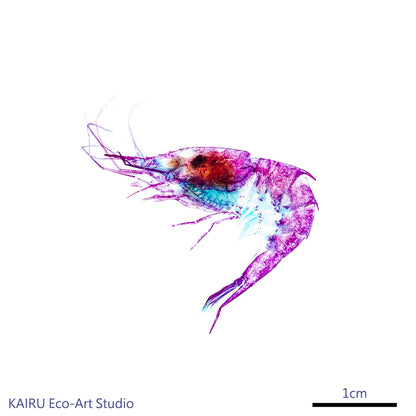 刺蝦_Oplophoridae_筆尖下的絢麗水族館系列_透明生物漂浮筆
