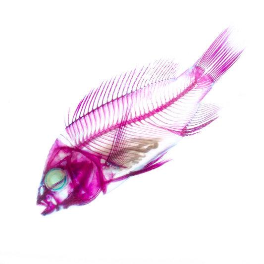 吳郭魚 Tilapia 透明標本系列_030 魚類標本 台灣海洋生物 外來種