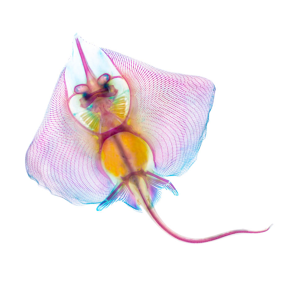 Rajiformes-all body-Diaphnization