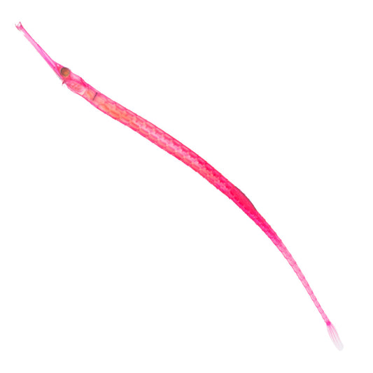 Syngnathinae-all body-Diaphonization