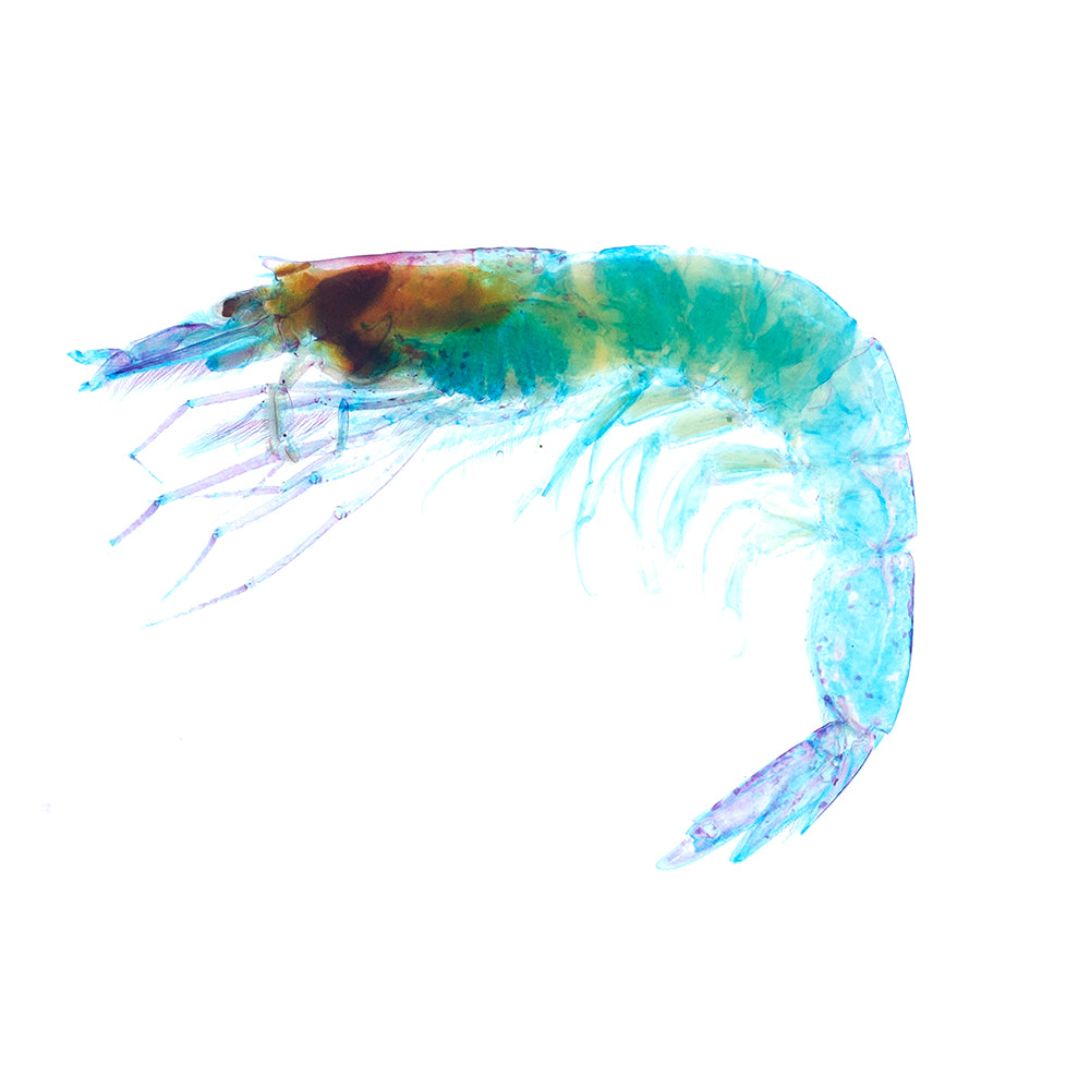 Lucensosergia lucens_all body_Diaphonization _Specimen