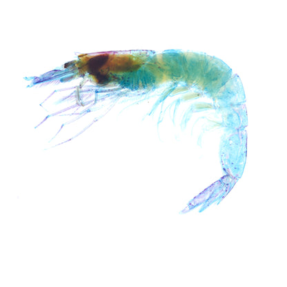 櫻花蝦_Lucensosergia lucens_筆尖下的絢麗水族館系列_透明生物漂浮筆